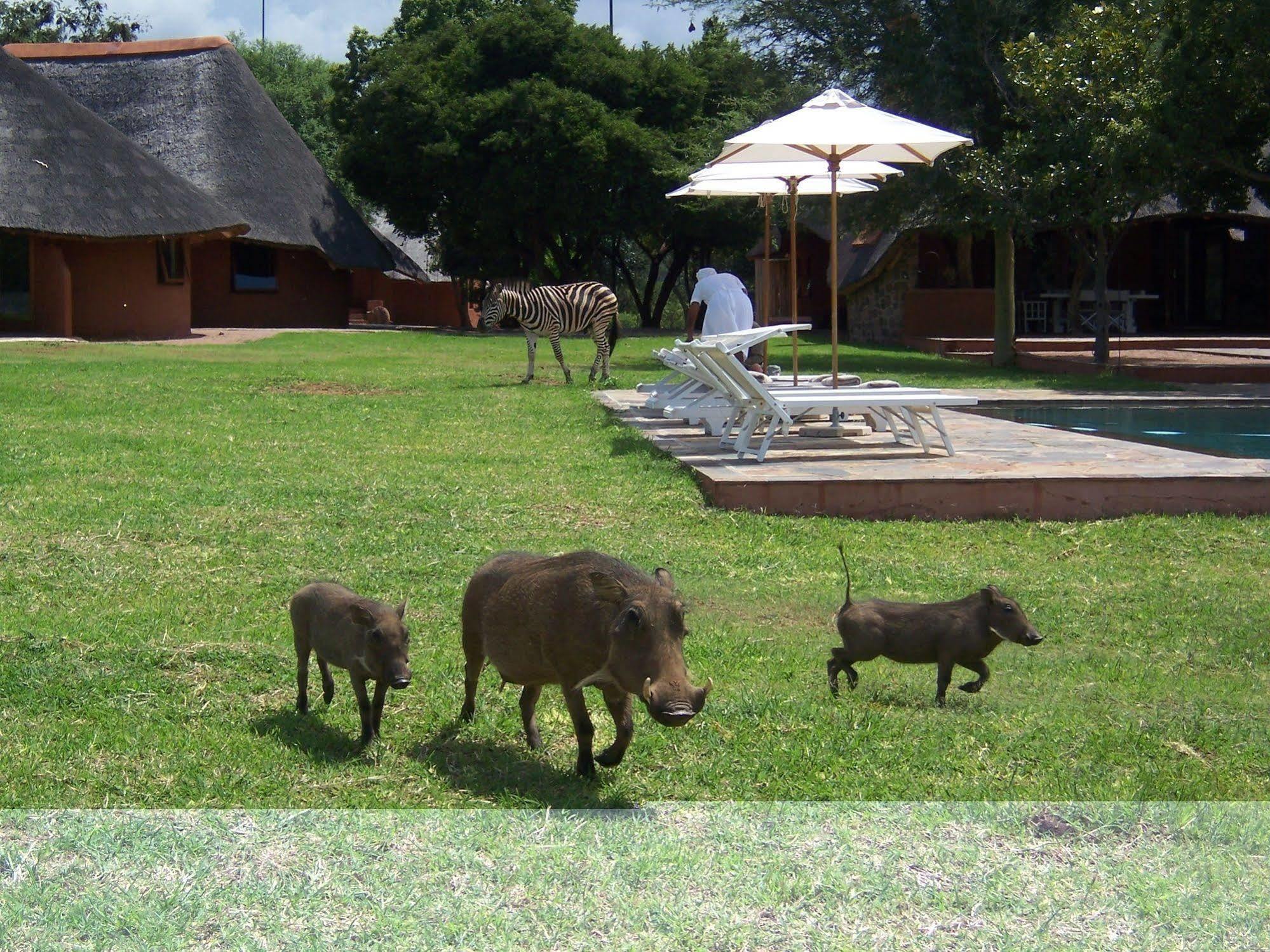 Zebras Crossing Private Game Lodge Modimolle Exteriér fotografie